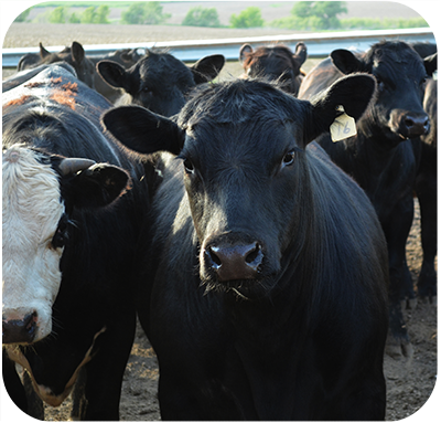 Feedlot Image